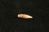 藏品(似謝氏煙管蝸牛)的圖片